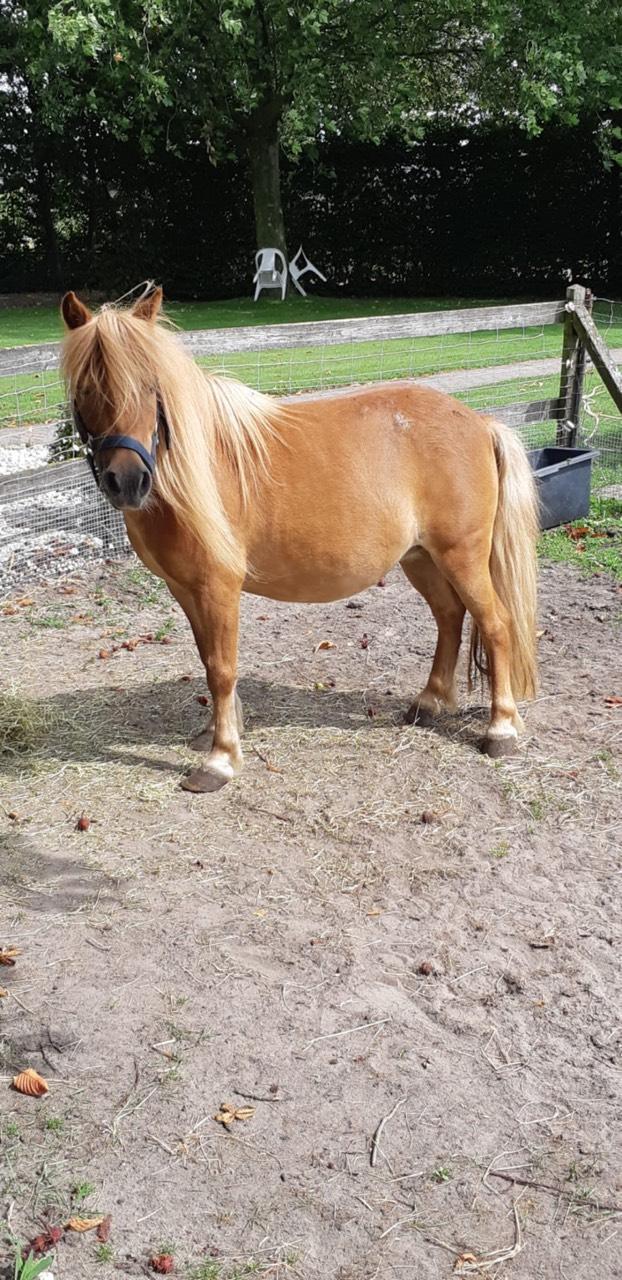 Pferdemarkt Pony: Ponystuten Kaufen - Landwirt.com