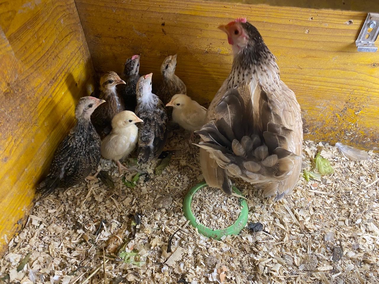 Zwerghenne mit Küken 3