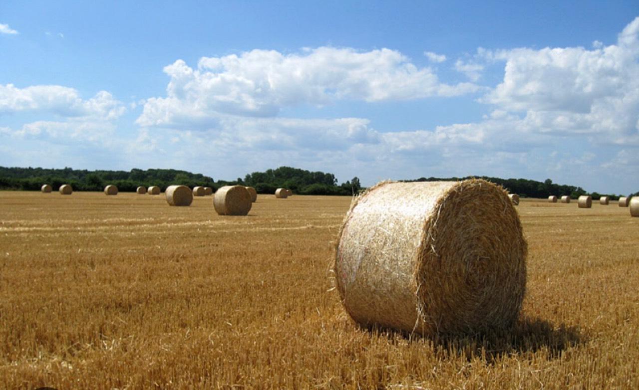 Weizenstroh in Kleinballen Stroh 2