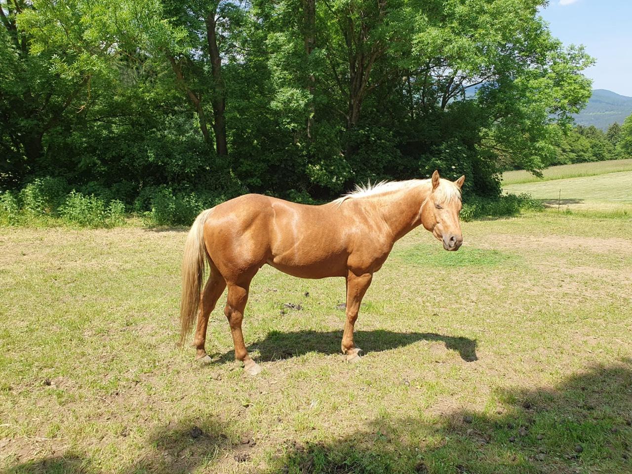 Westernpferde Quarter Horse Hengst kaufen