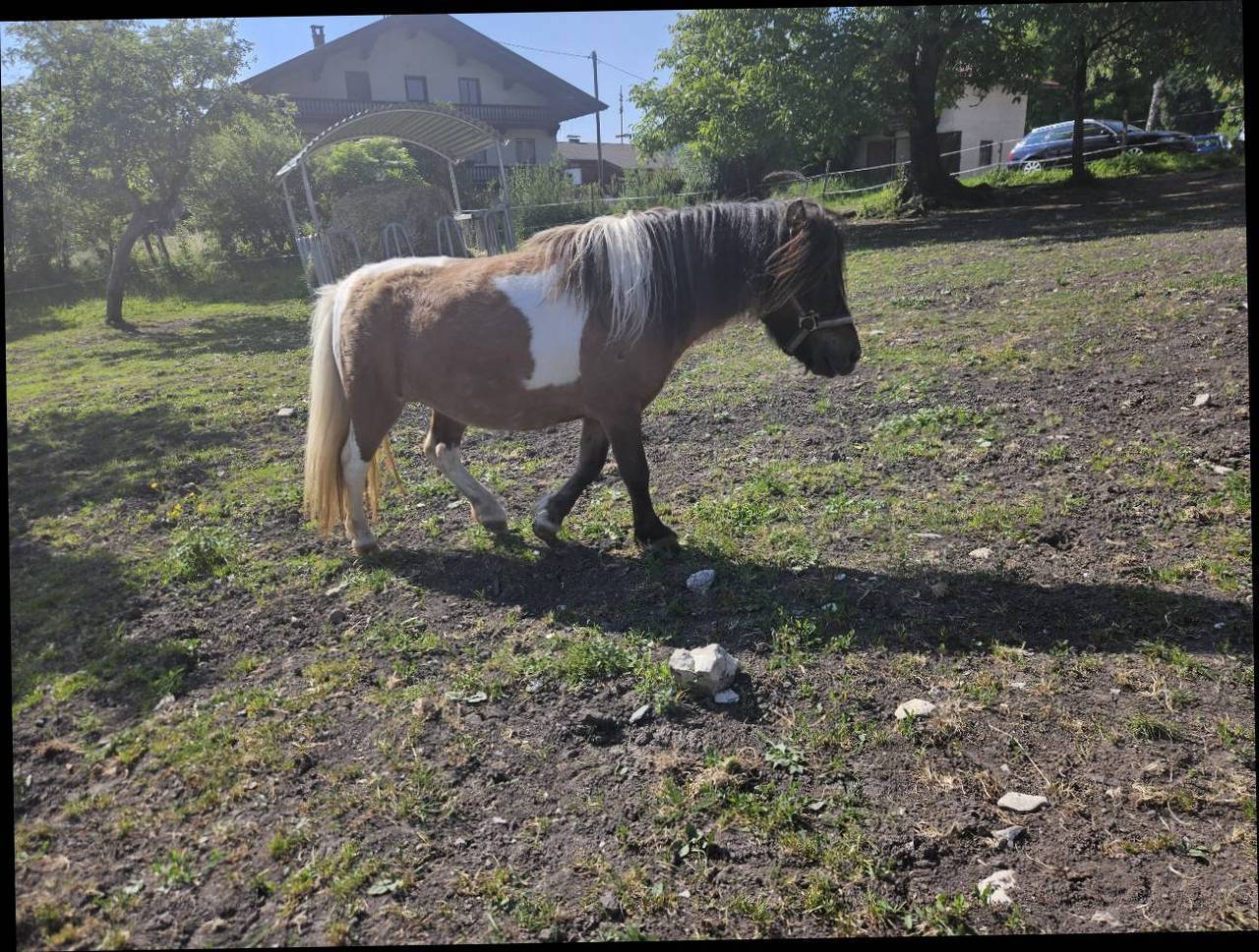 Pferdemarkt Pony: Pony Stuten Kaufen - Landwirt.com