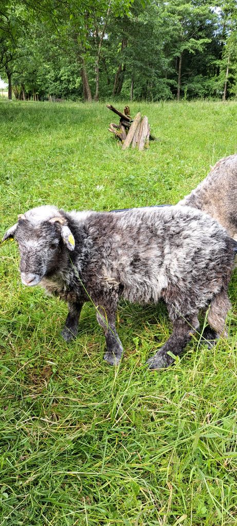 Sonstige Schafrassen: Herdwick Bock kaufen - Landwirt.com