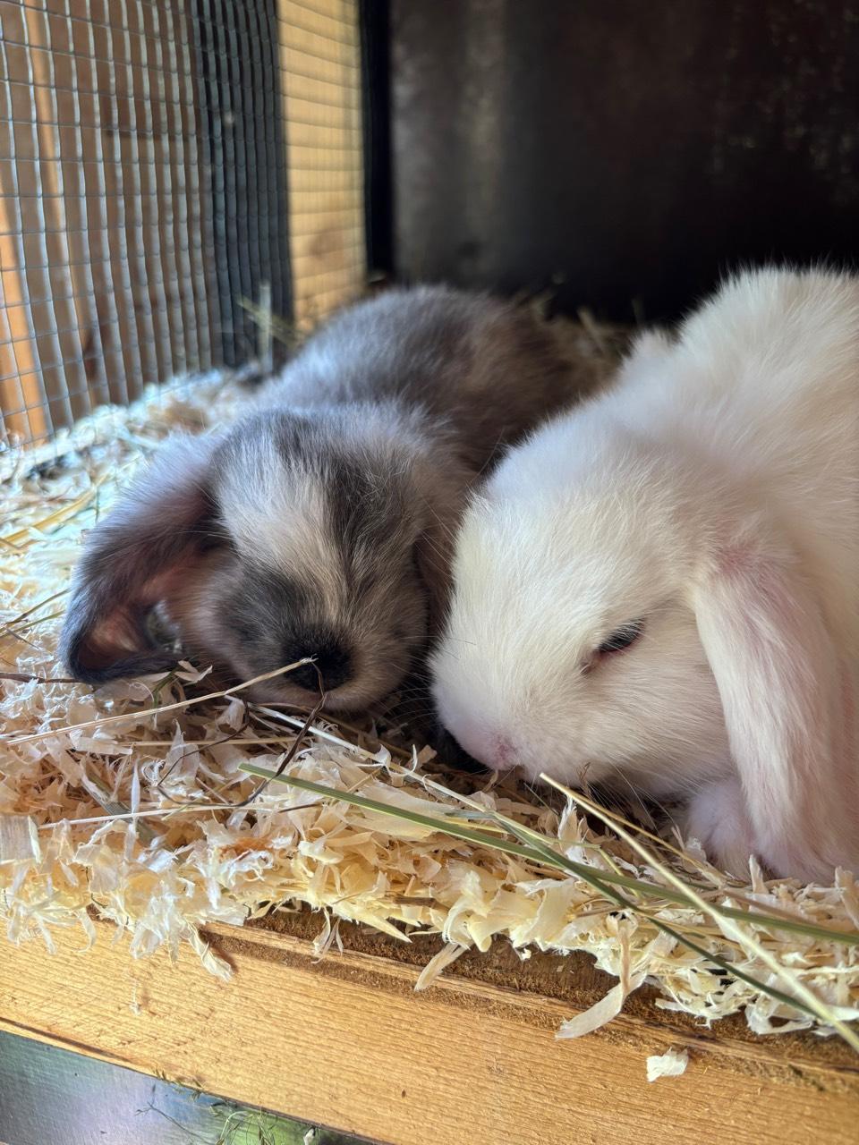 Kaninchen & Hasen kaufen - Landwirt.com