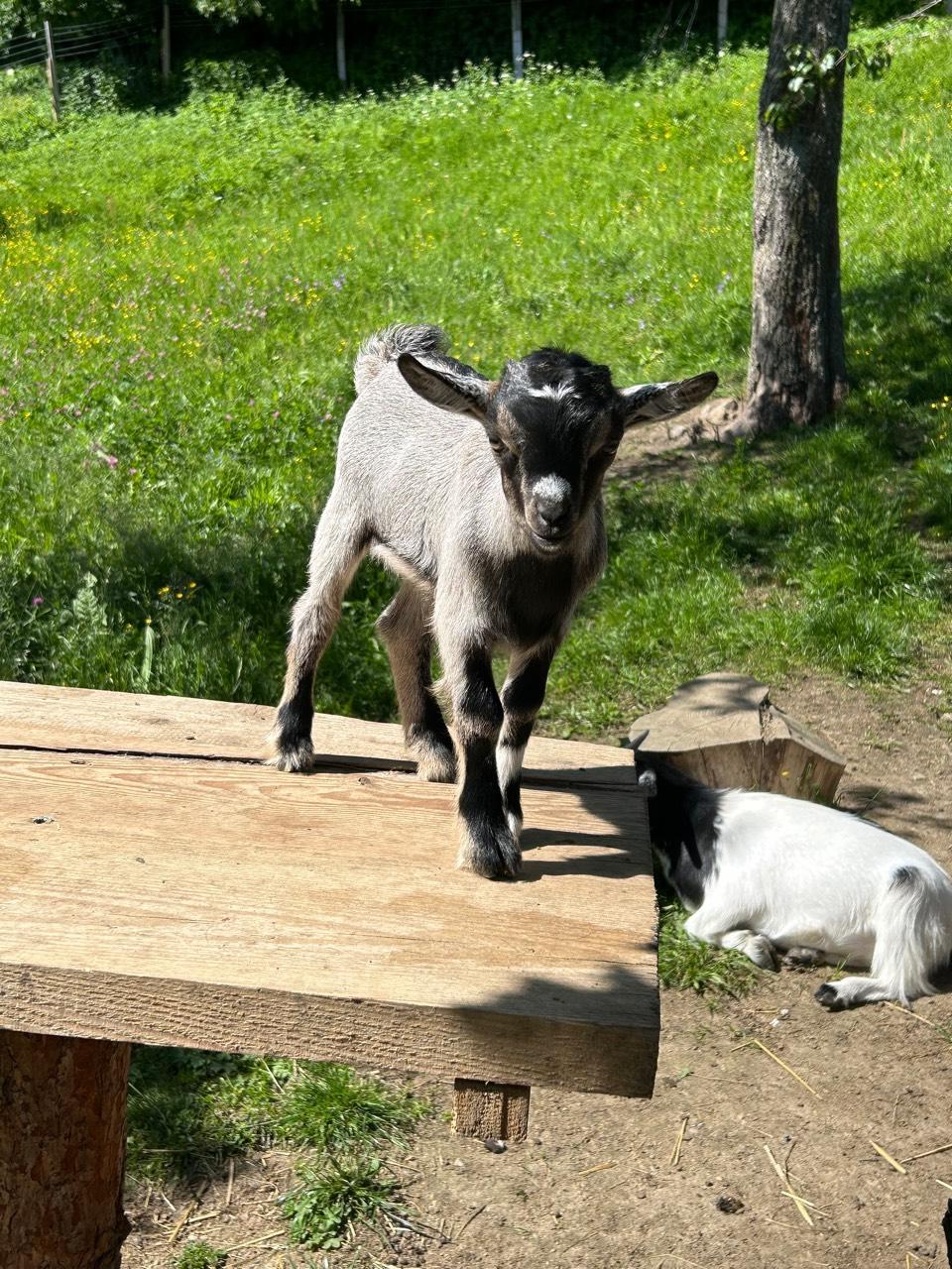 Zwergziegen: Zwergziegen Bock kaufen - Landwirt.com