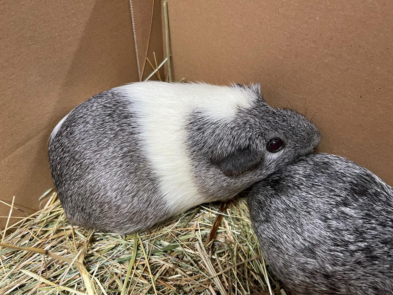 Junge Meerschweinchen 3