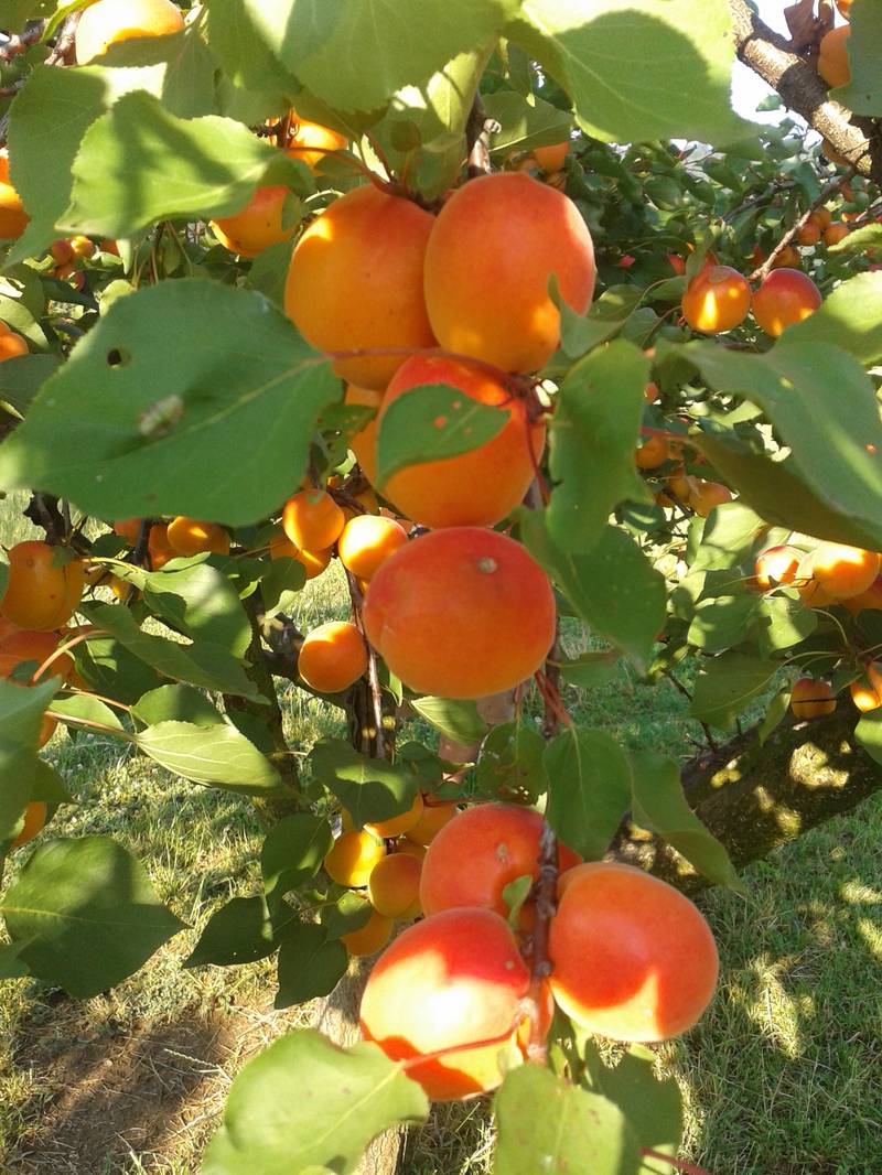 Obstbörse Wachauer Marillen kaufen Obstbörse Wachauer Marillen kaufen