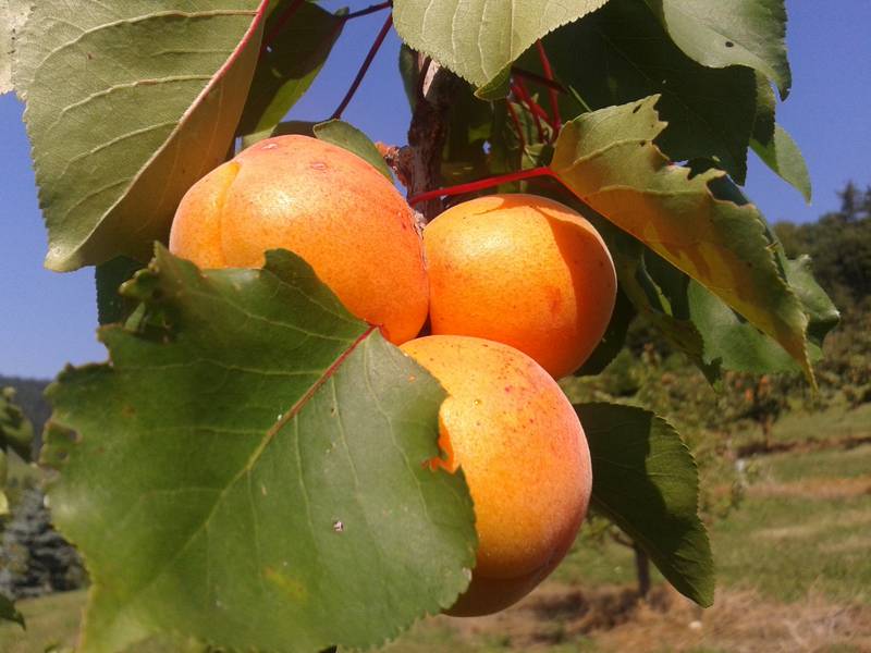 Obstbörse Wachauer Marillen kaufen Obstbörse Wachauer Marillen kaufen