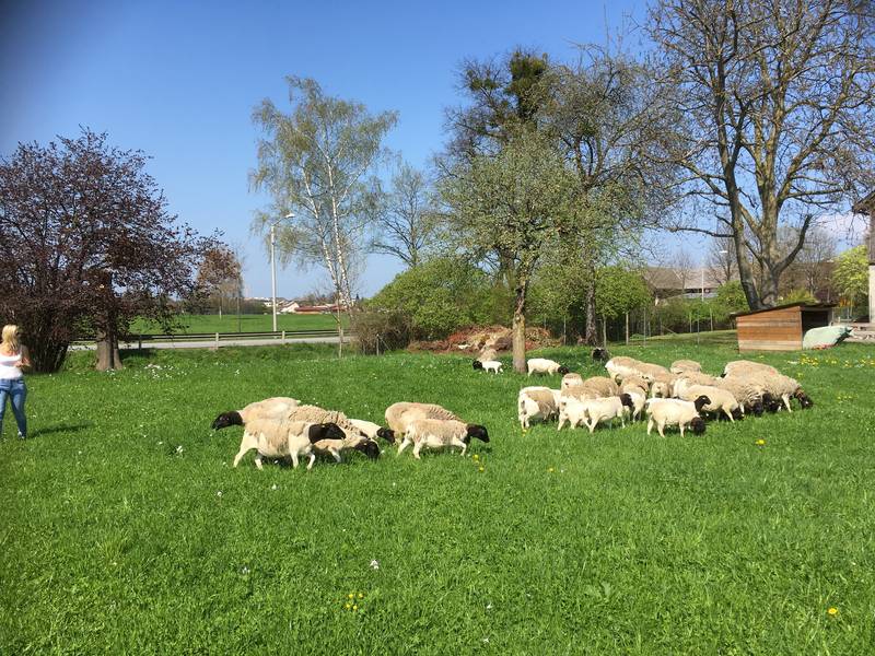 Dorperschafe m/w zu verkaufen 2