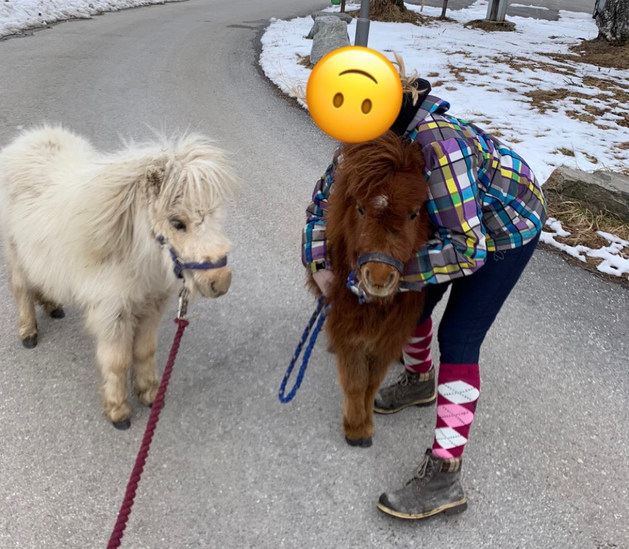 Pferdemarkt Pony: Minishetty Hengst Kaufen - Landwirt.com