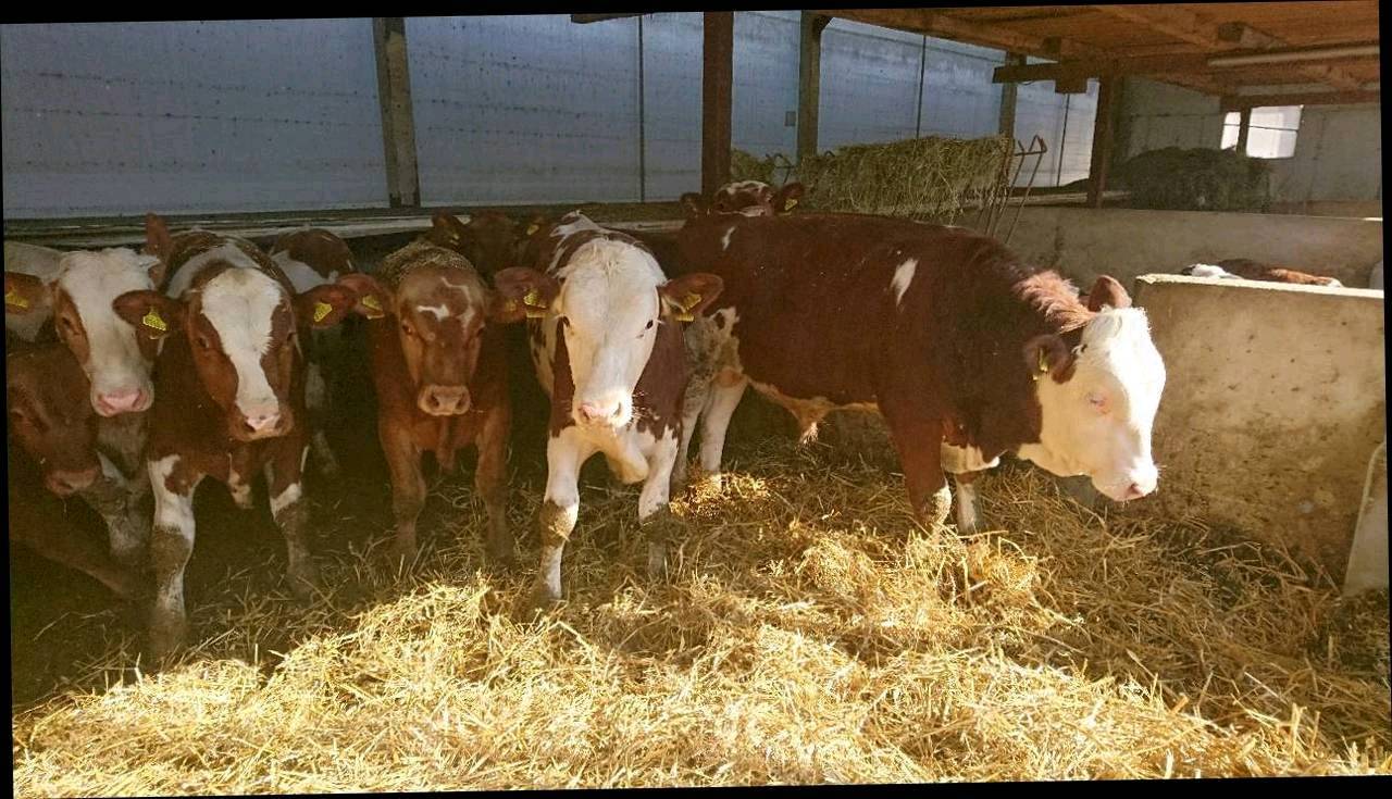 Einsteller zu verkaufen 2