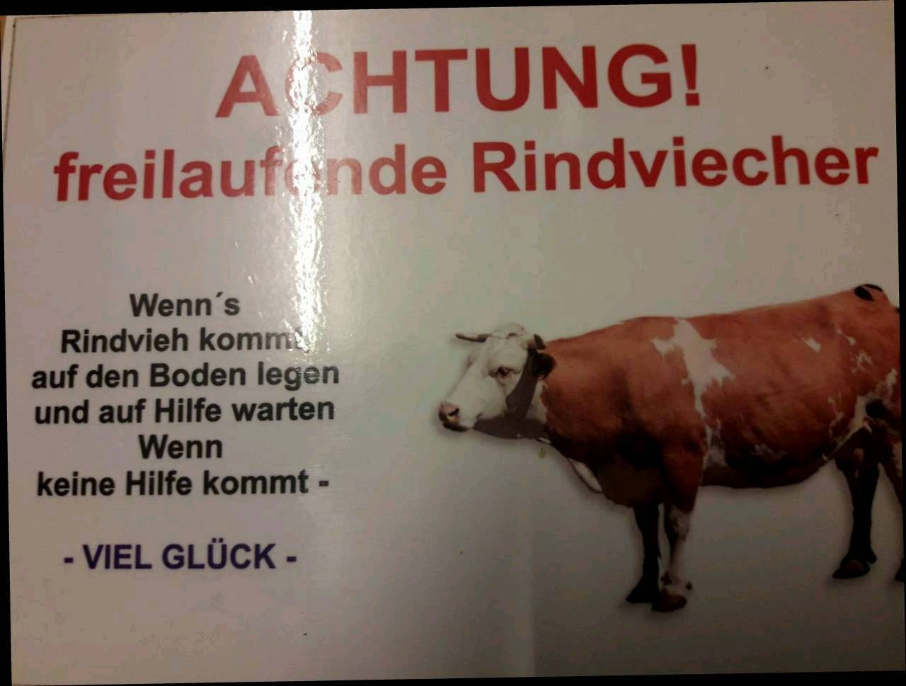 Fleckvieh Kühe Bio FV Erstlingskühe und Kühe kaufen