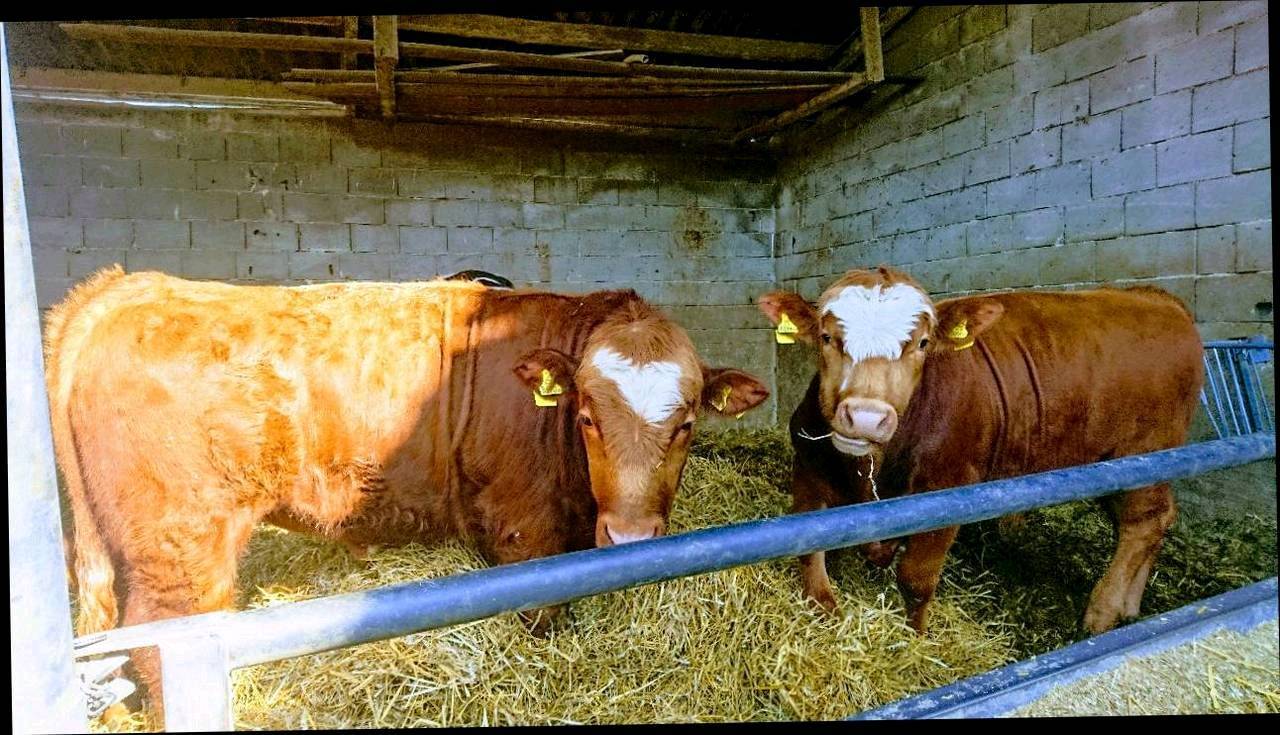 Einsteller zu verkaufen 3