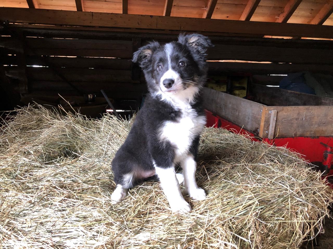 Border Collie Border Collie Welpen kaufen