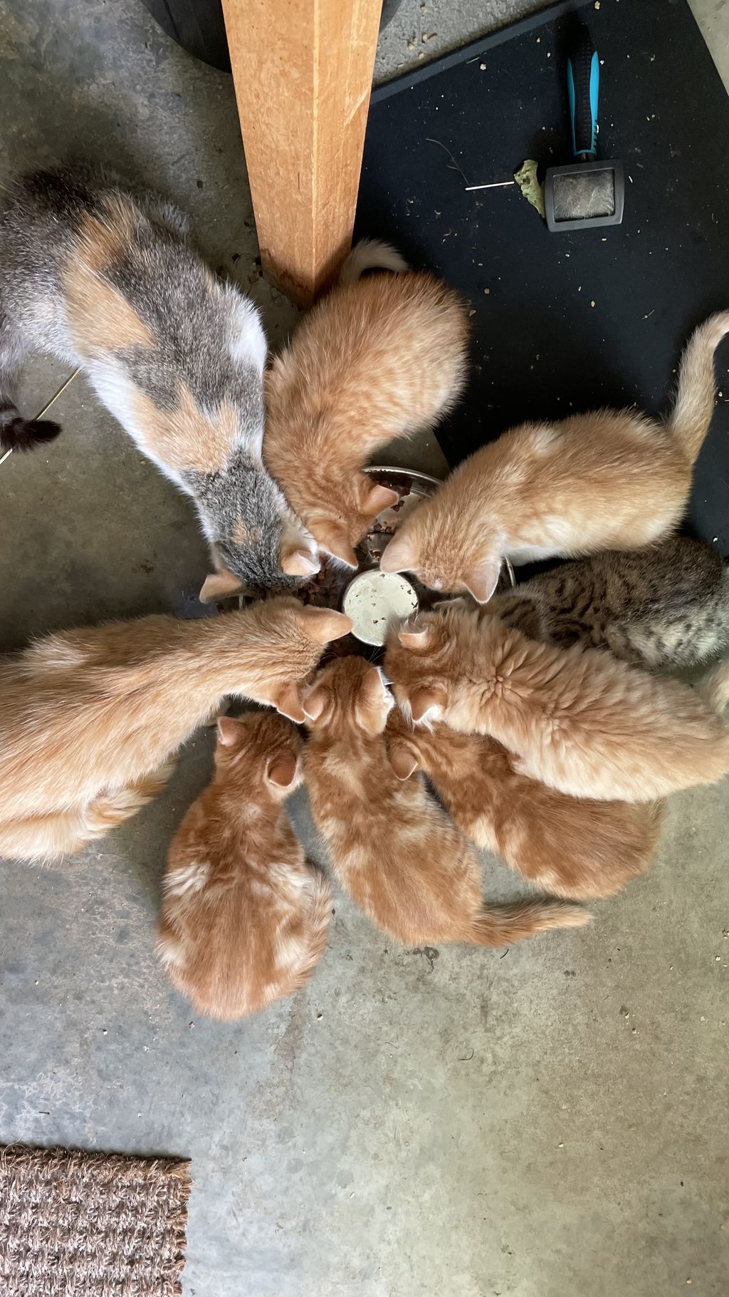 Katzenbabys: Babykatzen kaufen - Landwirt.com