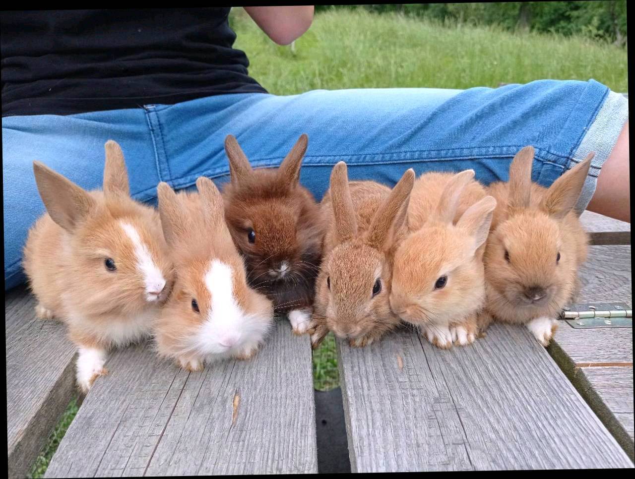 Zwergkaninchen Zwergkaninchen kaufen