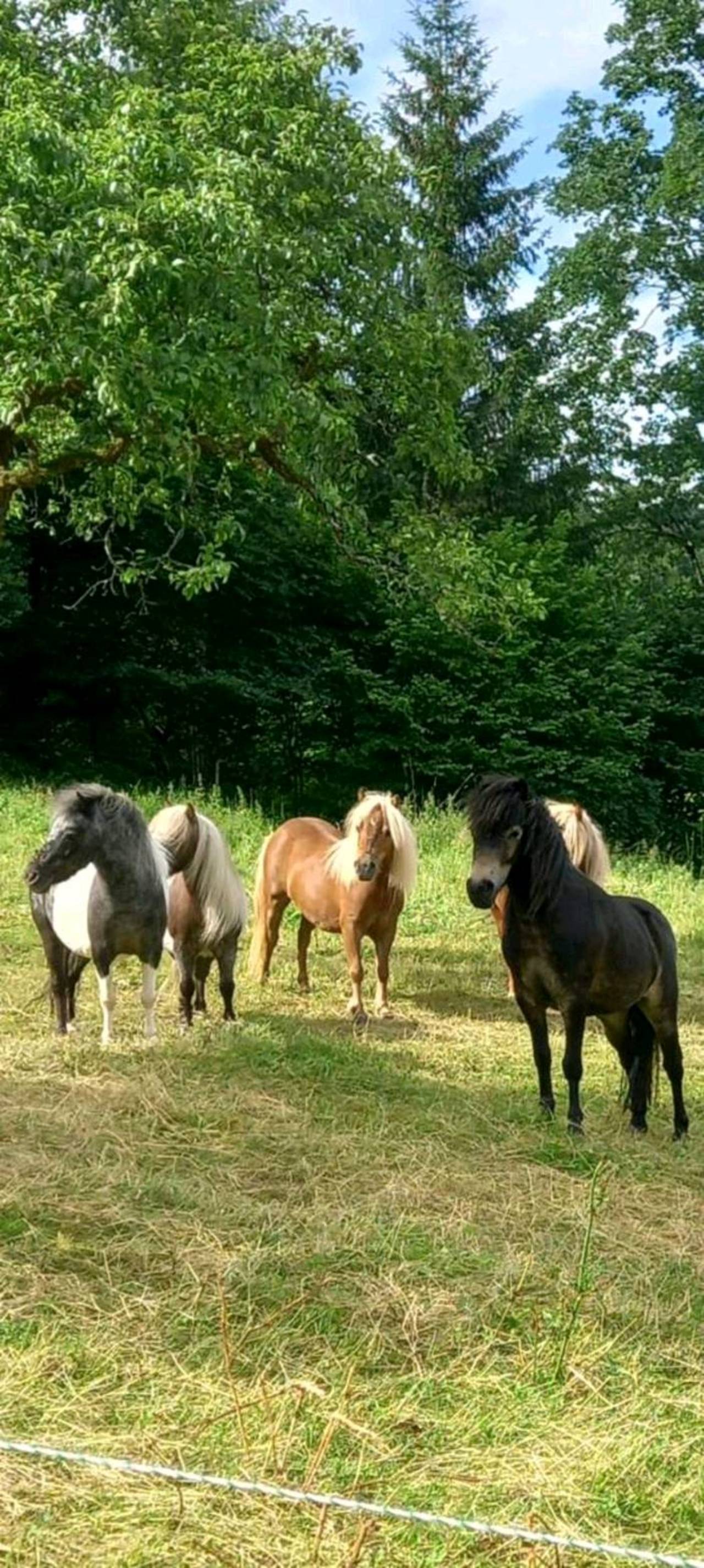 Ponybörse: Verkaufe Ponys! kaufen - Landwirt.com