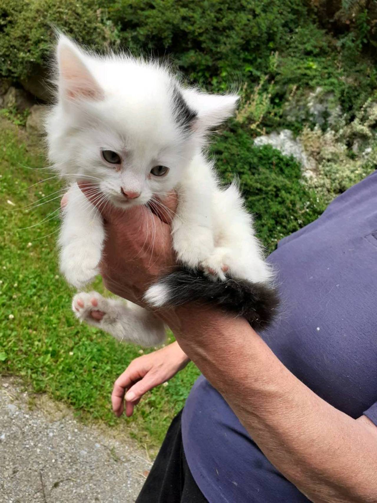 Katzenbabys: Katzen kaufen - Landwirt.com
