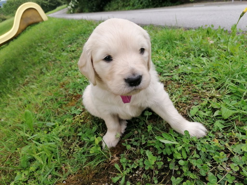 Golden Retriever: Golden Retriever Welpen kaufen - 94692a47712c3586f5e5c0c38411920f