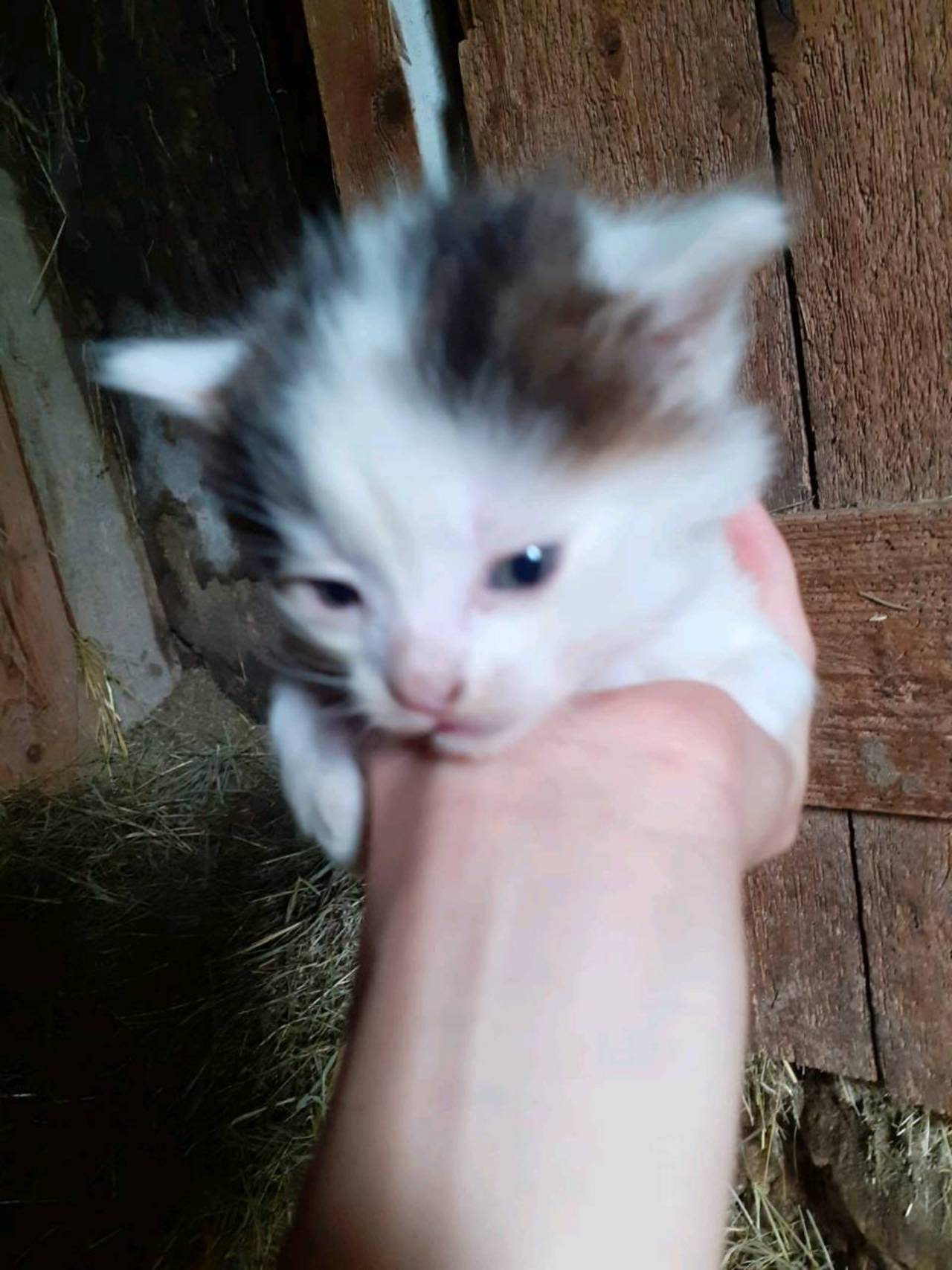 Katzenbabys: Katzen kaufen - Landwirt.com