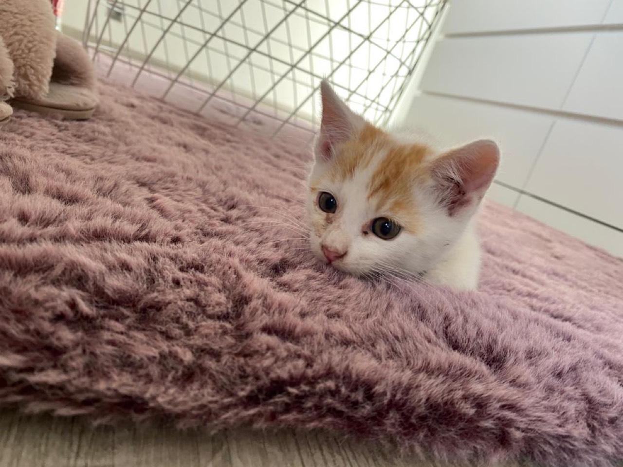 Katzenbabys: Baby Katzen kaufen - Landwirt.com