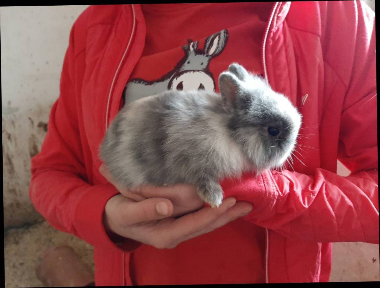 Zwergkaninchen Zwergkaninchen kaufen