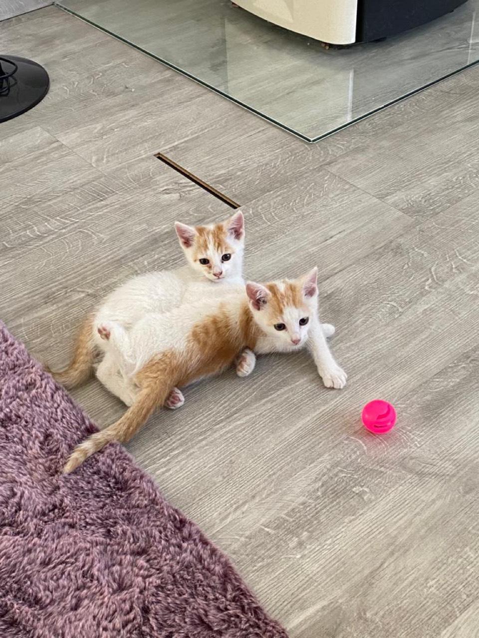 Katzenbabys: Baby Katzen kaufen - Landwirt.com