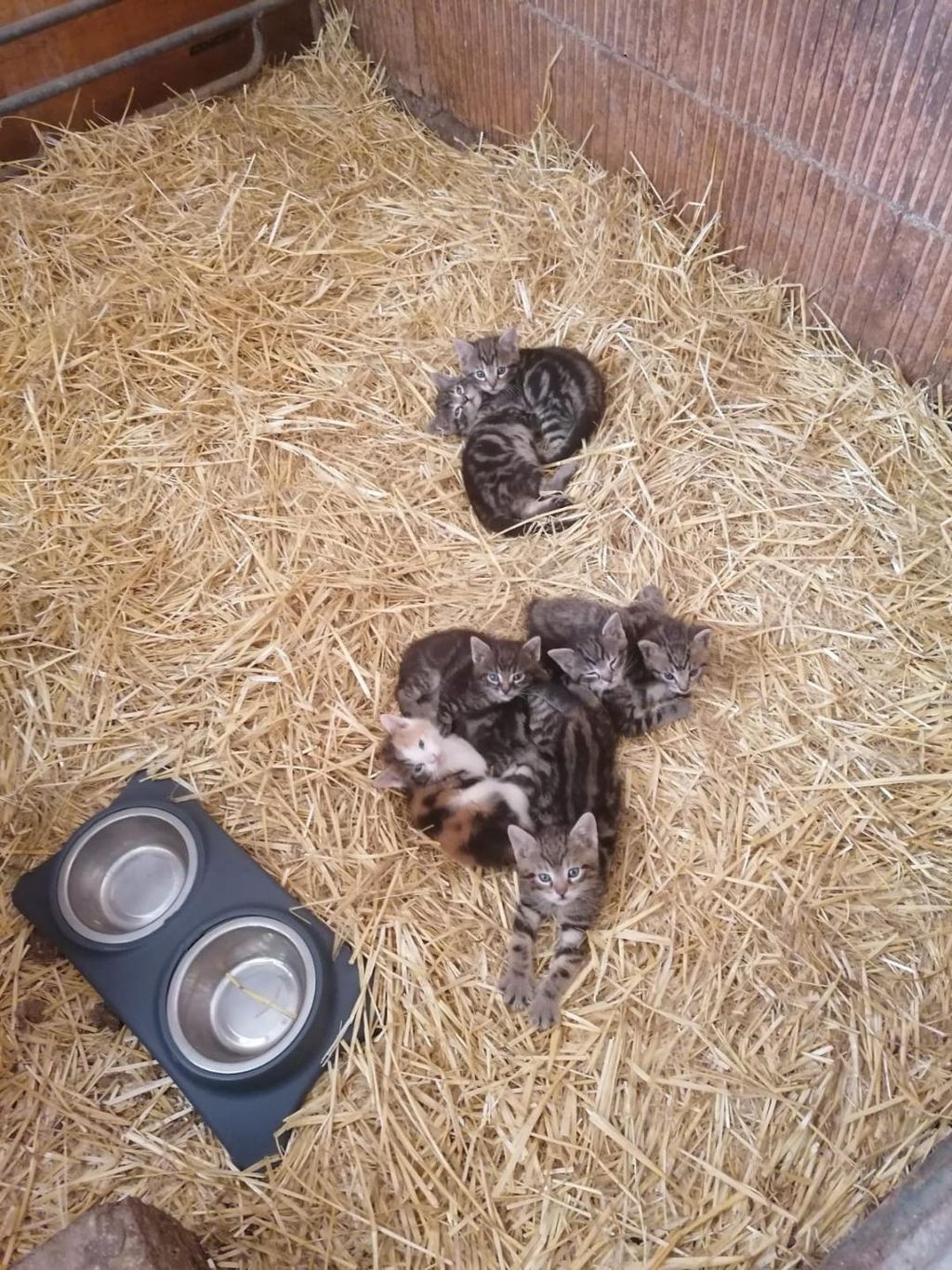 Katzenbabys: Babykatzen kaufen - Landwirt.com