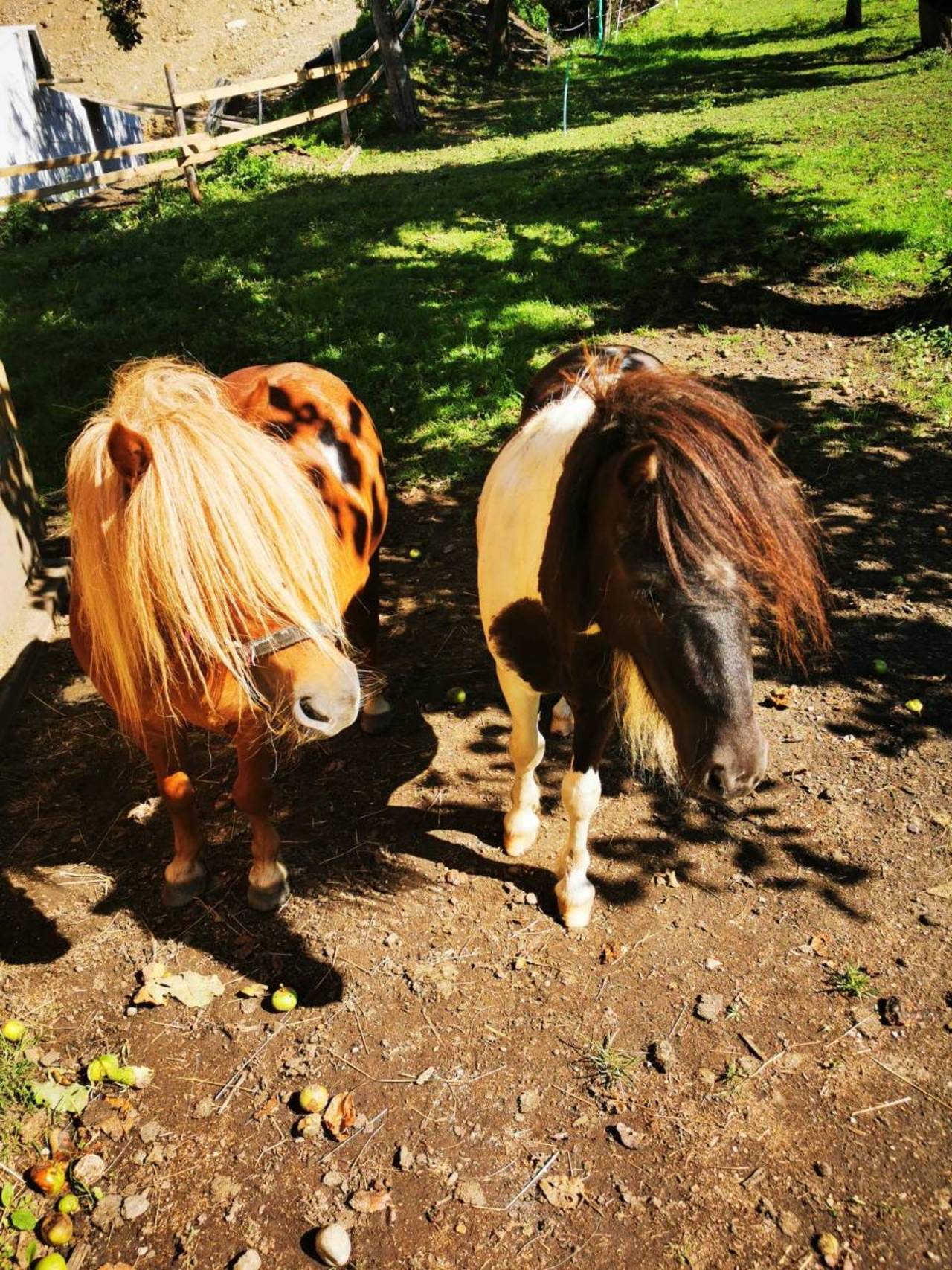 Pferdemarkt Pony: Ponys kaufen - Landwirt.com