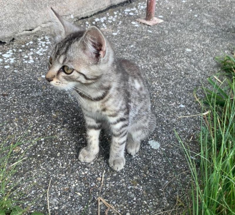 Katzenbabys: Babykatzen kaufen - Landwirt.com