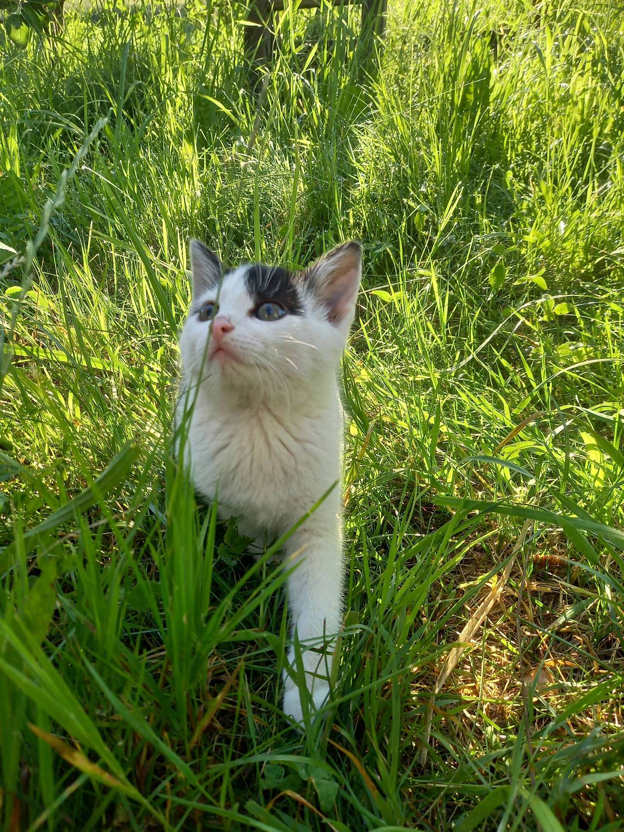 Katzenbabys Babykatzen zu verschenken kaufen