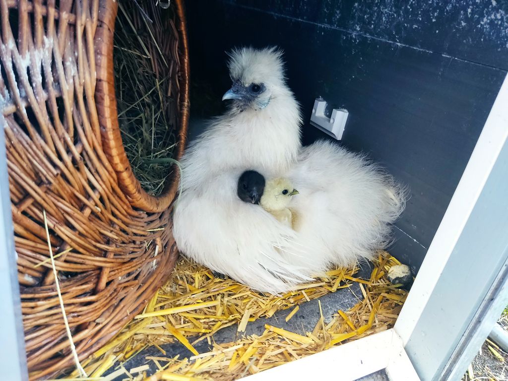 Seidenhühner Zwergseidenhuhn Zwergseidenhühner Hennen Hahn kaufen
