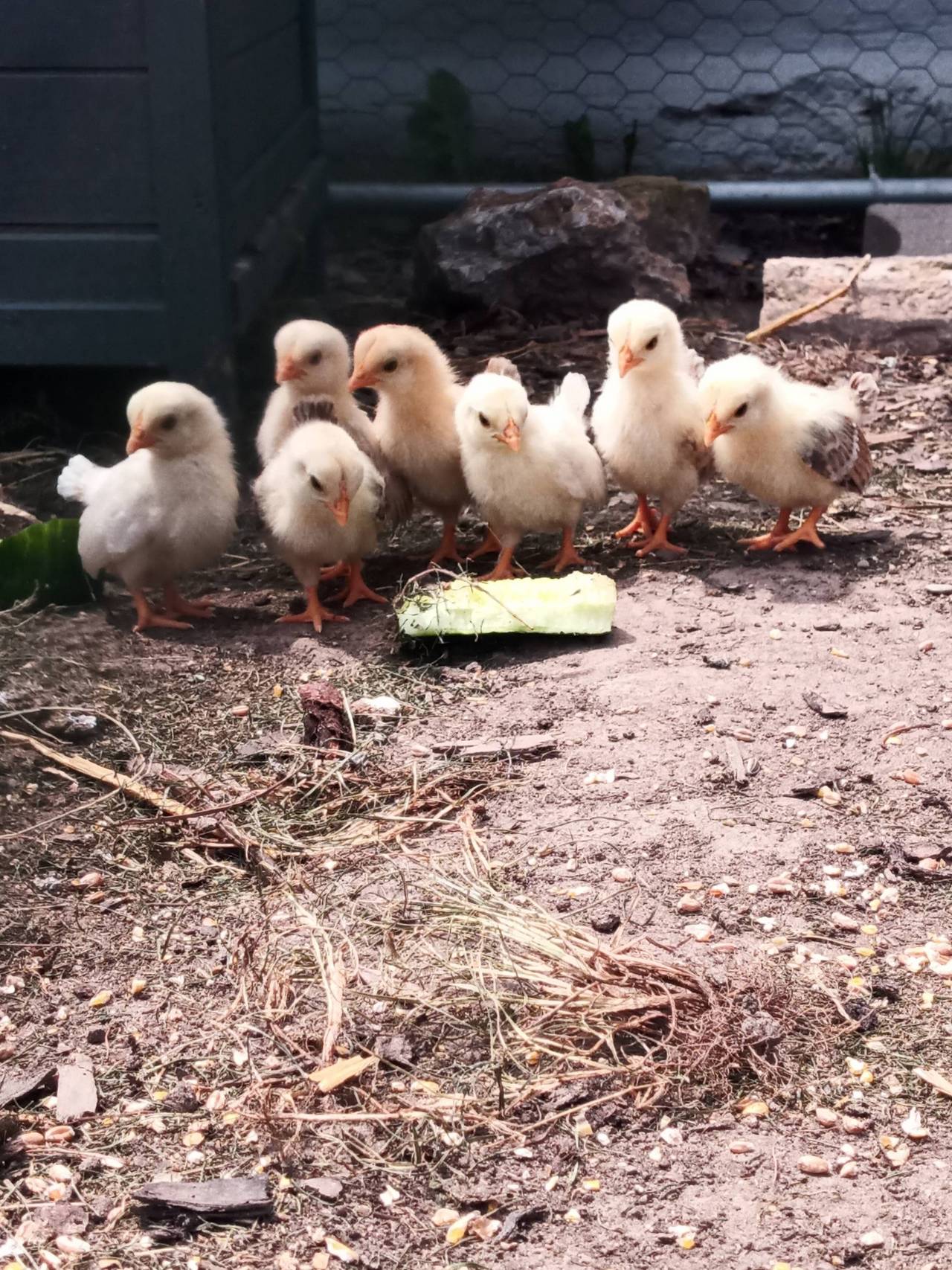 Zwerghühner: Serama Küken kaufen - Landwirt.com