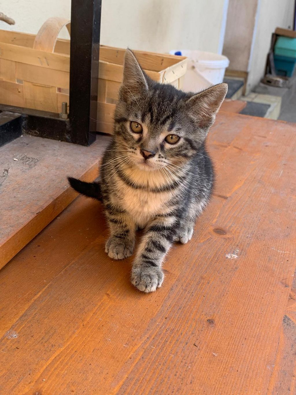 Katzenbabys: Babykatzen kaufen - Landwirt.com