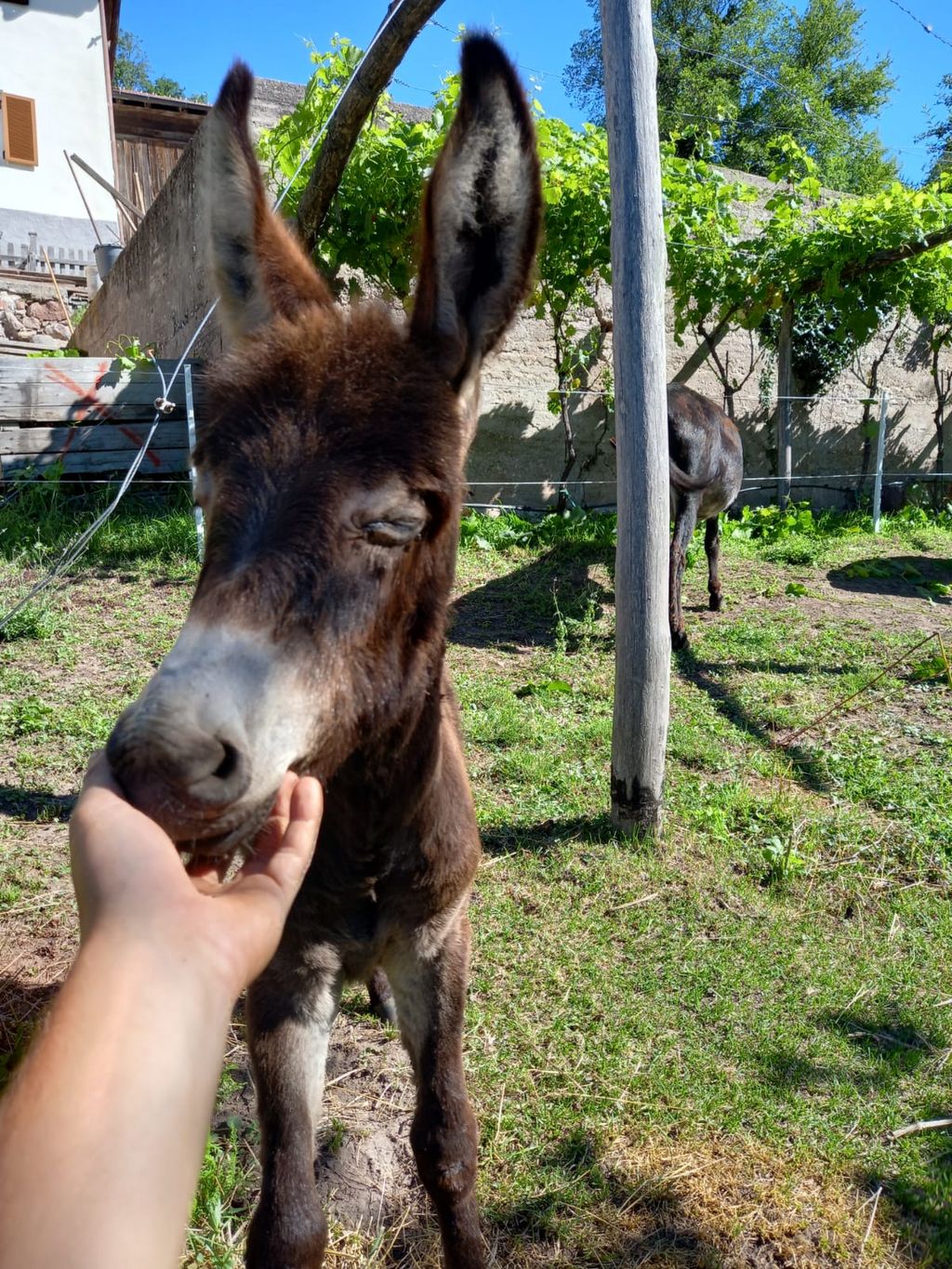 Hausesel: Zwergesel kaufen - Landwirt.com