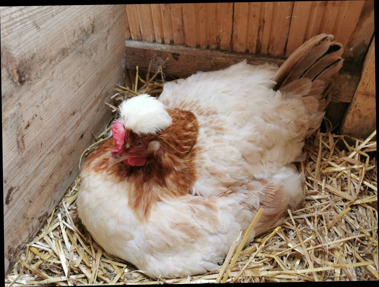 Küken: Reinrassige Sulmtaler Bruthenne kaufen - Landwirt.com