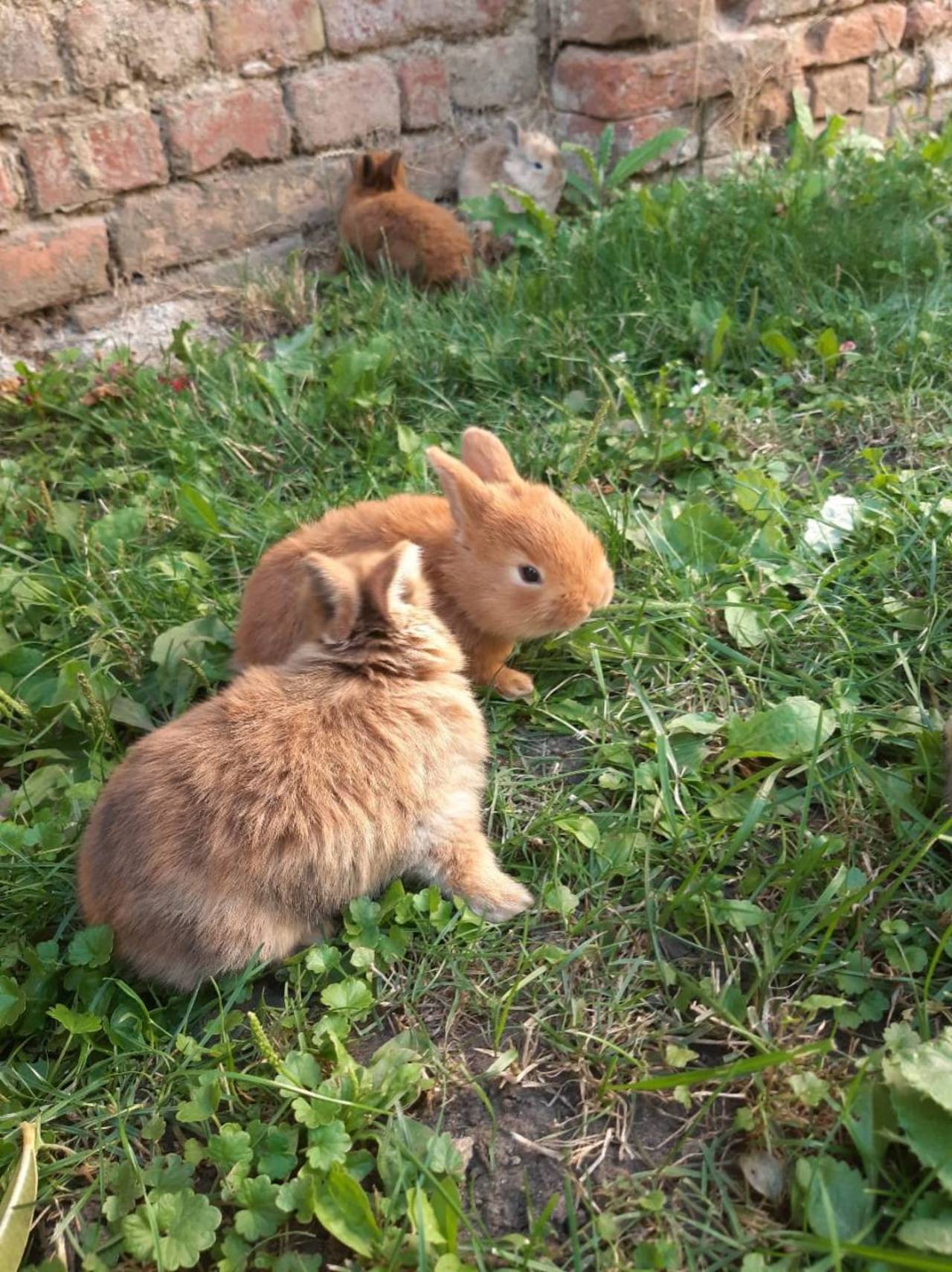 Hasenkaninchen 5 Wochen alte Hasenbabys kaufen Hasenkaninchen 5 Wochen alte Hasenbabys kaufen