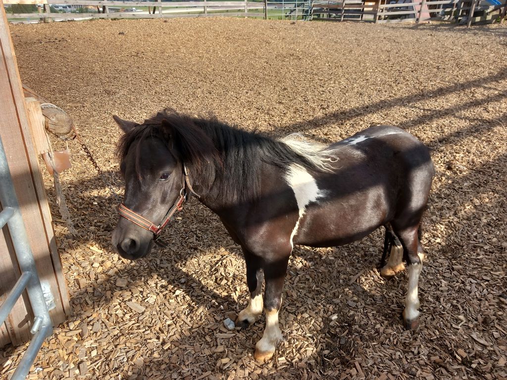 Pferdemarkt Pony: Minipony Kaufen - Landwirt.com