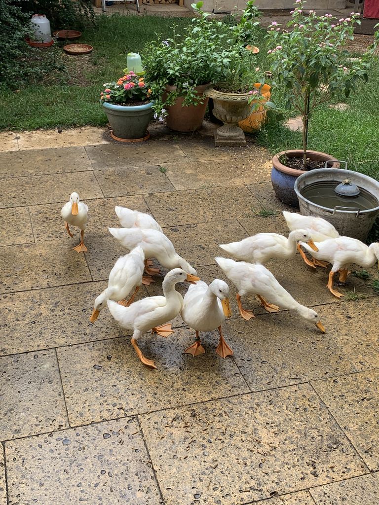 Enten Laufenten reinweiß Naturbrut kaufen