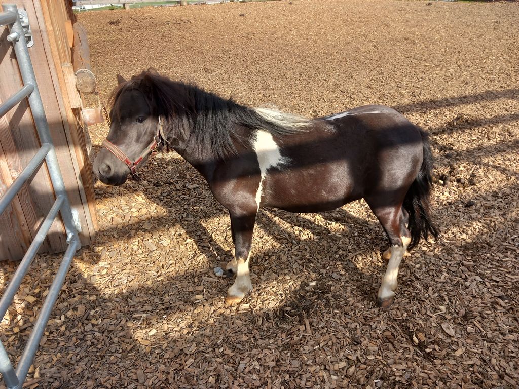 Pferdemarkt Pony: Minipony Kaufen - Landwirt.com