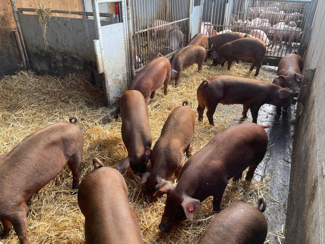 Schweinemarkt Bio Duroc Ferkel kaufen