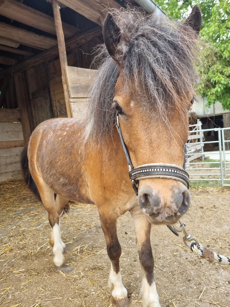 Pferdemarkt Pony: Pony Stute Tiger Apaloosa Minipony Shetty Kaufen ...