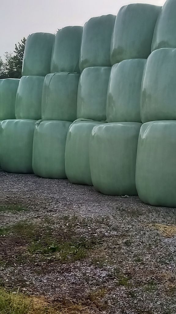 Silageballen - Ernte 2025 1