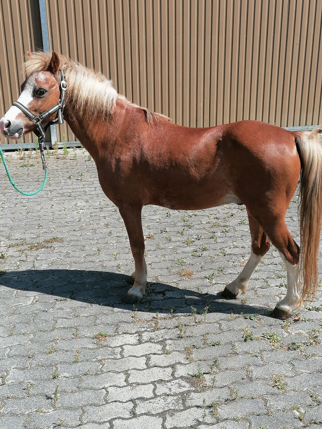 Pferdemarkt Pony: PONY-WALLACH Kaufen - Landwirt.com