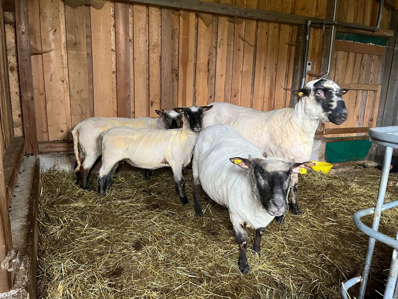 ShropshireSchafe Schafe, Shropshire kaufen