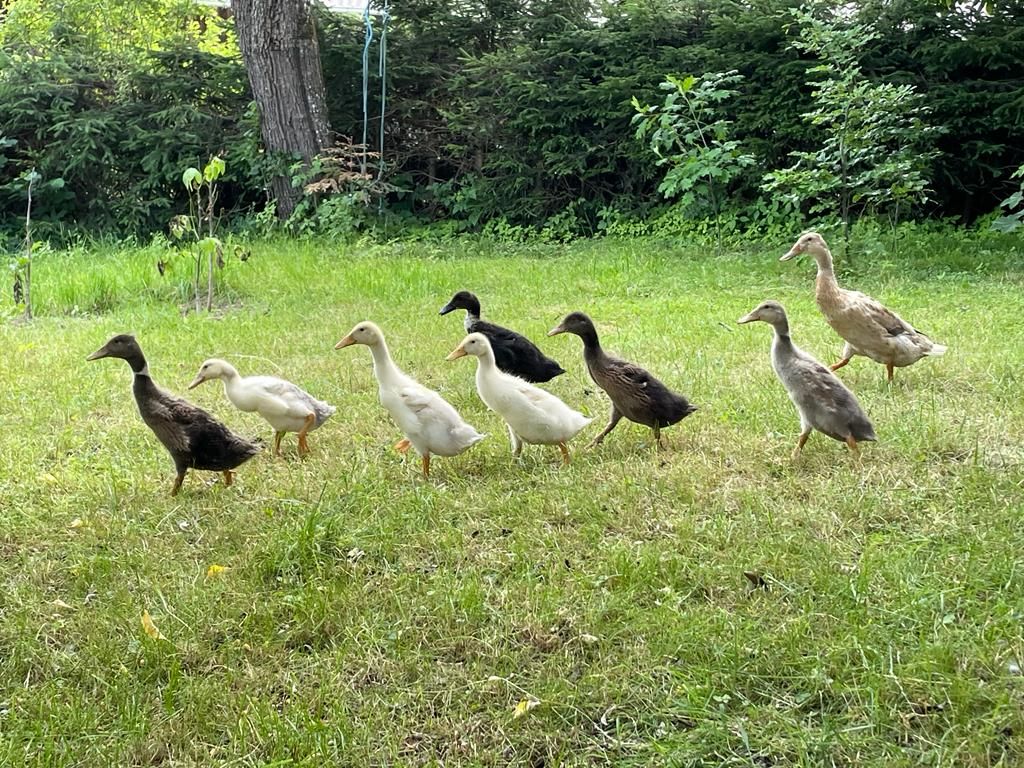 Enten Verkaufe Laufenten kaufen