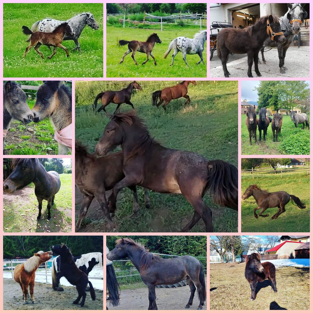 Verkaufspferde: Ponys und Pferde kaufen - Landwirt.com