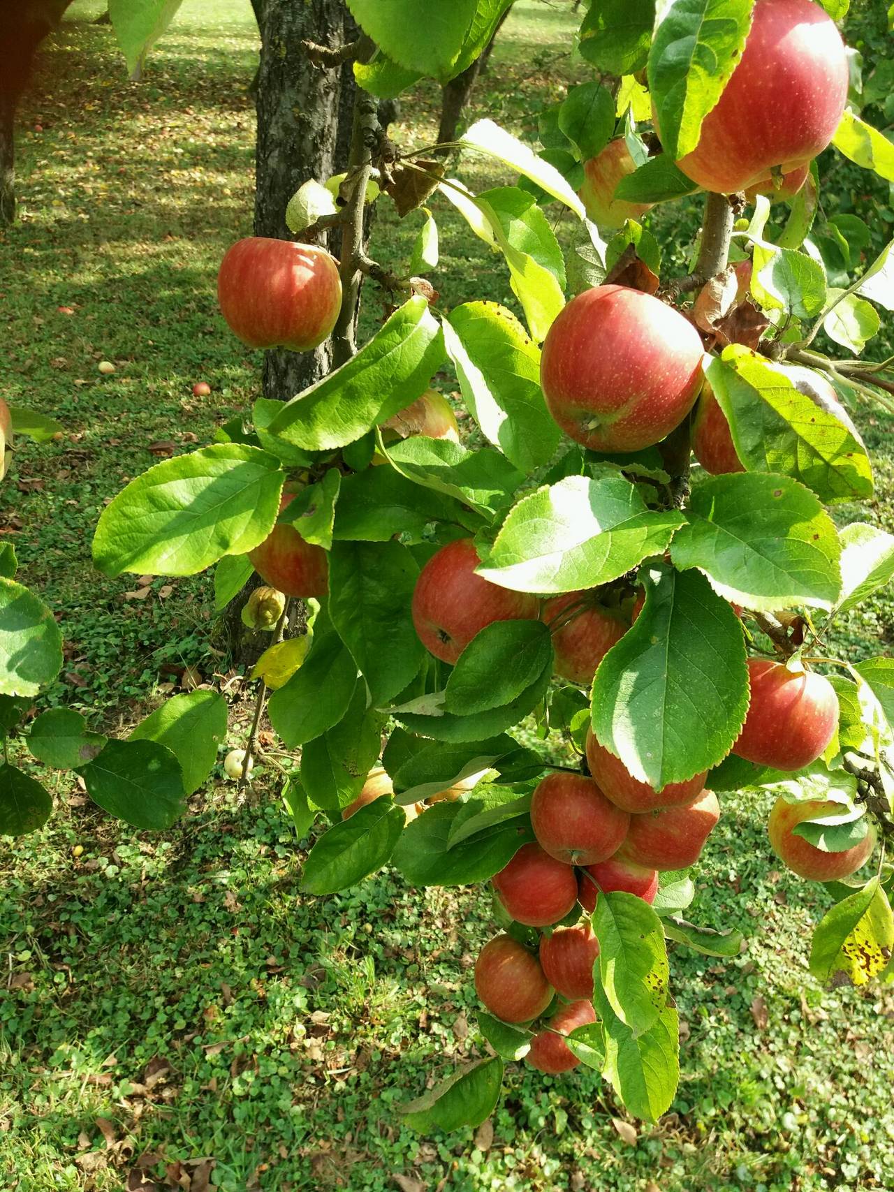 Obst: Naturbelassene Tafeläpfel kaufen - Landwirt.com