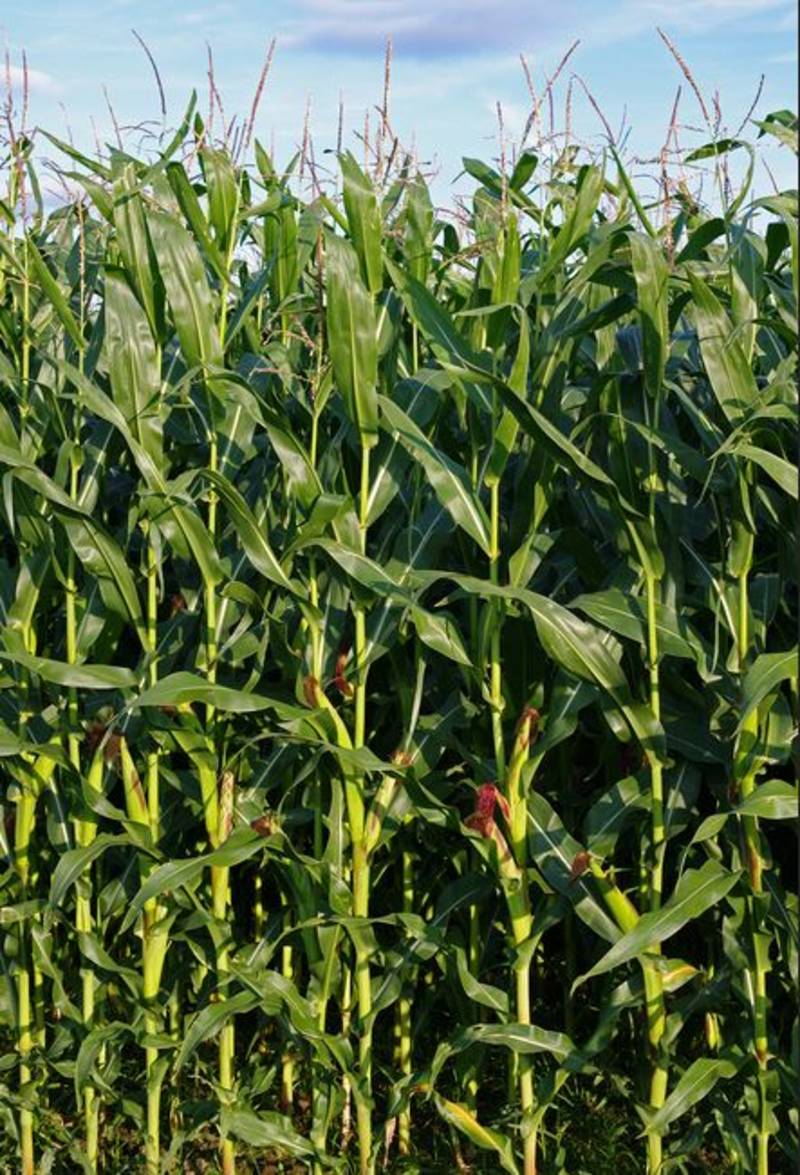 Mais Mais Silomais Körnermais zum Silieren ab Feld kaufen