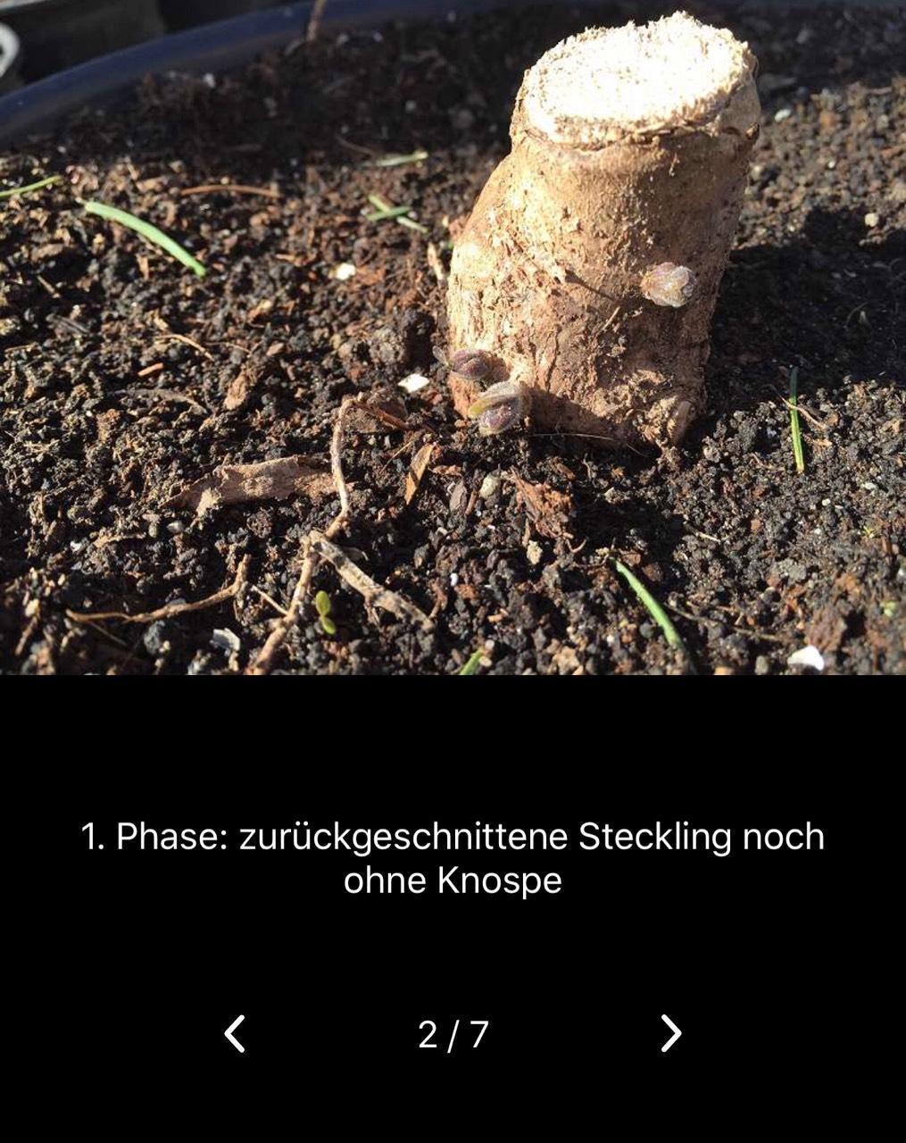 Laubbäume Pflanzgut PaulowniaKiribaumBlauglocken Shan