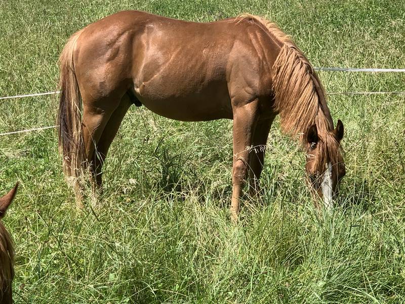 Westernpferde Quarter Horse Junghengst kaufen